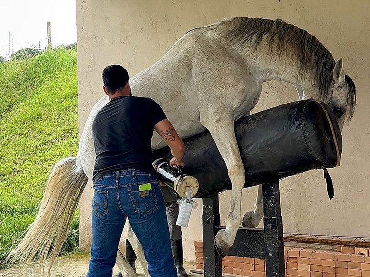 Veterinário faz a coleta de sêmen com vagina artificial enquanto um garanhão tordilho monta o manequim